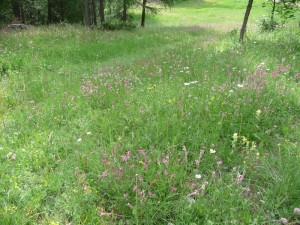 LA Foux Dallos 053  